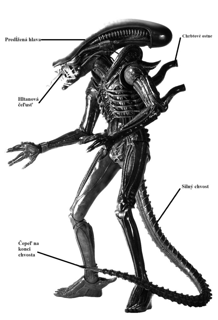 Votrelec xenomorf má predĺženú hlavu. Stojí na dvoch nohách. Na chrbte má štyri veľké ostne a chvost